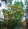 Unusal hanging flower tree